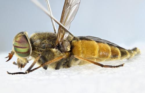 Hybomitra distinguenda